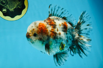 CHONKY AAA Grade Calico Kirin Oranda Male 5-5.5 inches #121225OR_03