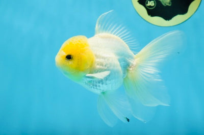 RARE A Grade Super Bright Lemonhead Button Eyes Oranda Male 4.5-5 inches #022825OR_15