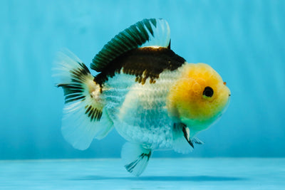 AAA Grade Lemonhead Panda Yuanbao Male 4 inches #1103YB_17