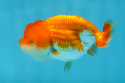 CHEEKY Red White LionChu Female 3.5-4 inches #120525LC_18