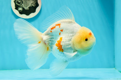 AAA Grade Lemonhead Snow White Red White Oranda Male 6-6.5 inches #0216OR_04