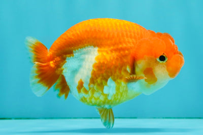 SUPER CUTE A Grade Red White LionQueen 4-4.5 inches #081426LC_16