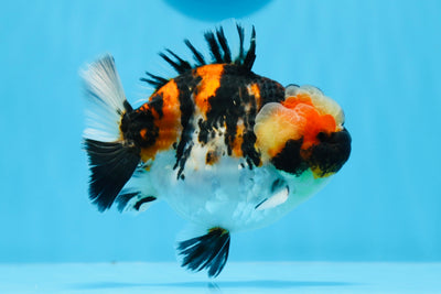 Tigre Yuanbao tricolor especial de grado de exhibición, macho, 4,5 pulgadas, n.º 0628YB_23