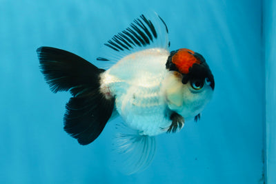 A Grade Tricolor Oranda Male 4.5 inches #021425OR_12