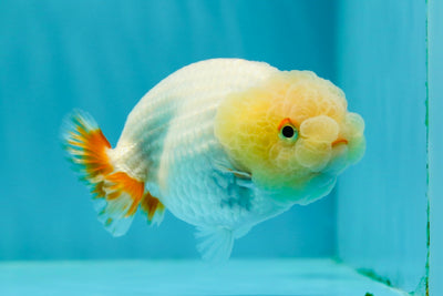 👶 Cute Baby Lemonhead Lionchu Female 3.5 inches #0216LC_10