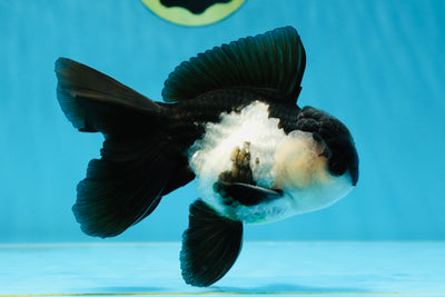 A Grade Chunky Panda Oranda Male 5 inches #021425OR_10