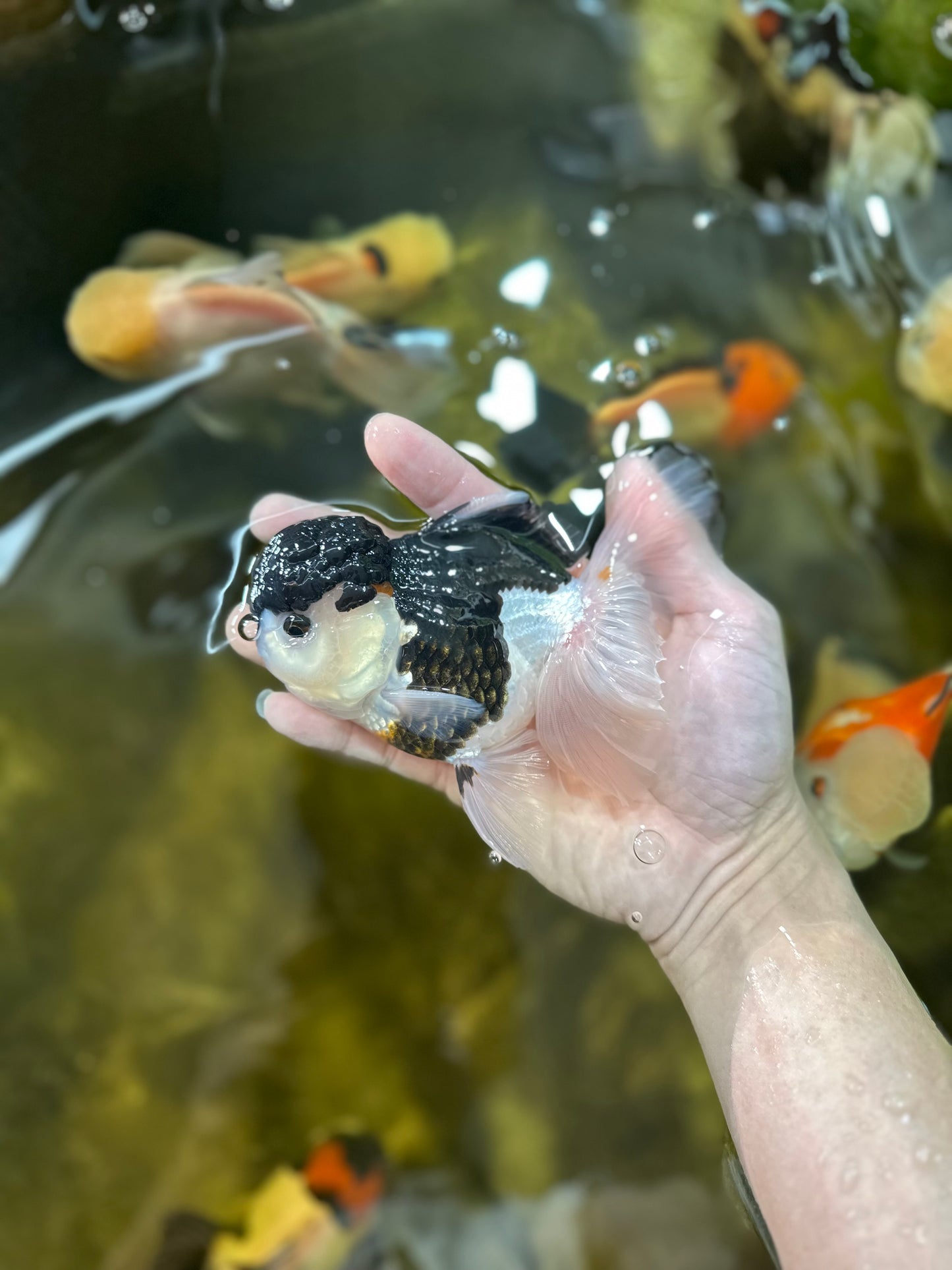 A Grade Tricolor Oranda Male 4.5-5 inches #021425OR_08