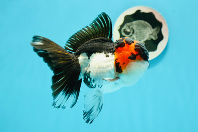 Oranda femelle tricolore de qualité AAA à tête de lave de 5 pouces #0517OR_02