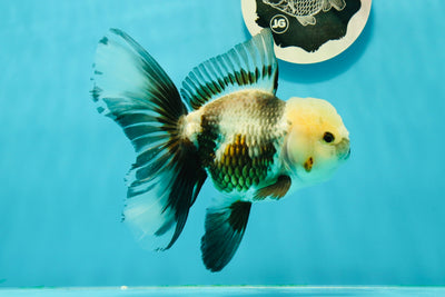 Panda Oranda de grado A macho 5,5 pulgadas #0329OR_06