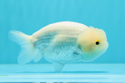 ❄️ Full Snow White Lionchu Female 4.5-5 inches #0524LC_18