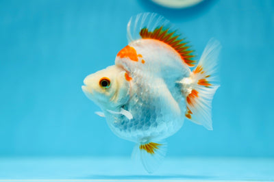 AAA Grade Humphy Red White Ryukin 3.5-4 inches #1006RK_07