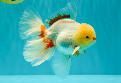 A Grade Lipstick Red White Oranda Male 5.5-6 inches #100926OR_14
