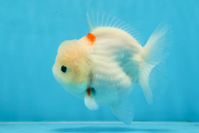 ADORABLE White Sakura Yuanbao Female 4.5 inches #101725YB_30