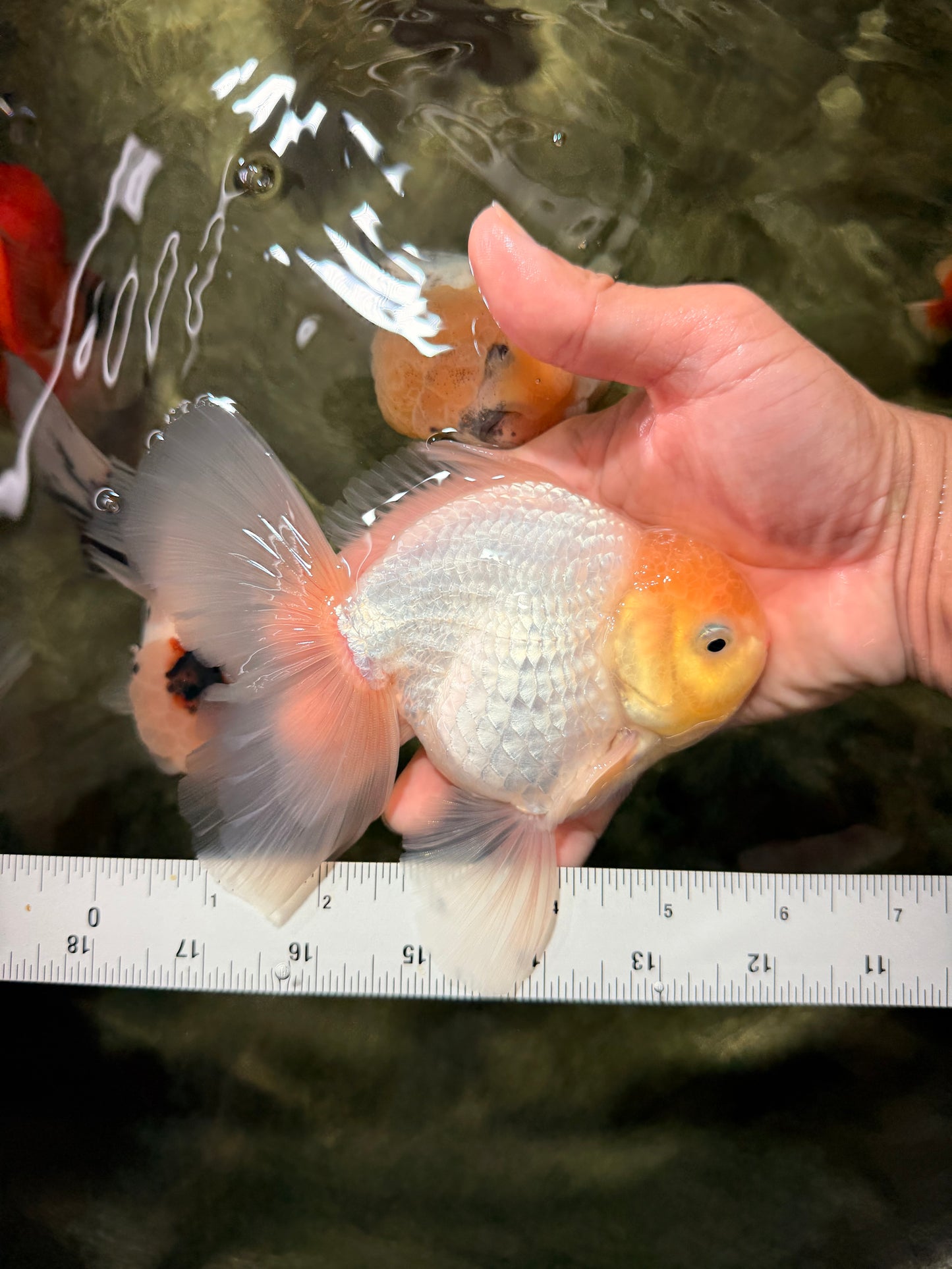 A Grade Strong Body Structure White Oranda Male 5.5-6 inches #062626OR_24