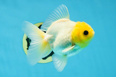 A Grade Adorable Lemonhead Button Eyes Oranda Male 4 inches #021425OR_09