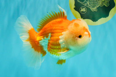 A Grade Red White Oranda Male 6 inches #081426OR_10