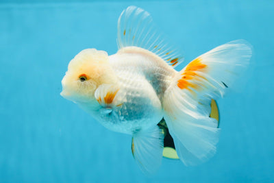 A Grade Shiro Orange White Oranda Female 5 inches #022125OR_20