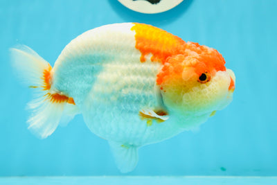 AAA Grade Sakura LionQueen 6 inches #1208LC_11