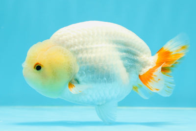 New ✨ Lemonhead White Pompoms Lionchu Male 4.5 inches #0419LC_03