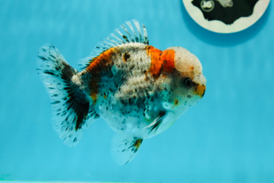 Yuanbao de calicó macho de grado A, único, de 4,5 pulgadas, n.º 0301YB_12