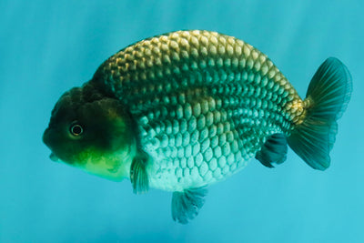 UNIQUE AAA Grade Blue Ranchu Male 5 inches #071026RC_10