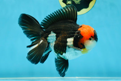 AAA Grade Tricolor Oranda Male 5.5 inches #052325_11