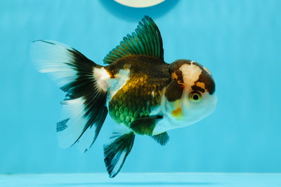 Lava Head Panda Oranda Female 4.5 inches #121523OR_08