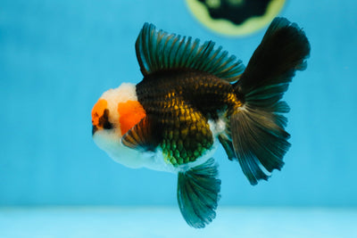 A Grade Tricolor Oranda Male 5 inches #082925OR_06