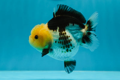 AAA Grade Lemonhead Panda Yuanbao Female 4 inches #1027YB_02