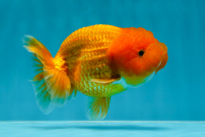 A Grade Mandarin LionKing 4-4.5 inches #1020LC_15