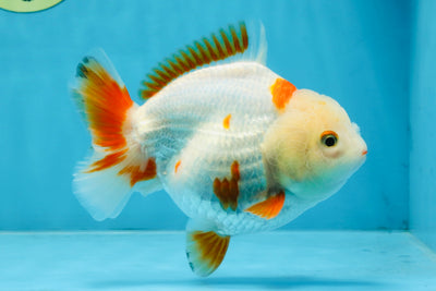 A Grade Red White Yuanbao Female 5 inches #103125YB_05