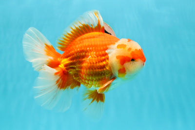 AAA Grade Sakura Red White Oranda Male 6.5 inches #0216OR_05