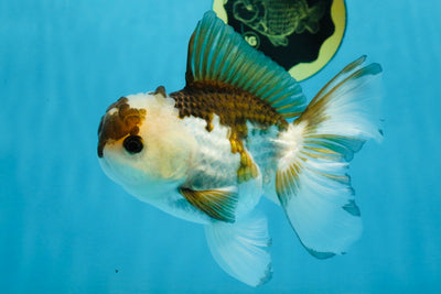 Panda Oranda Male 5-5.5 inches #112125OR_21