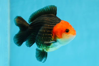 AAA Grade Red Head Tricolor Yuanbao Male 3.5-4 inches #1201YB_15