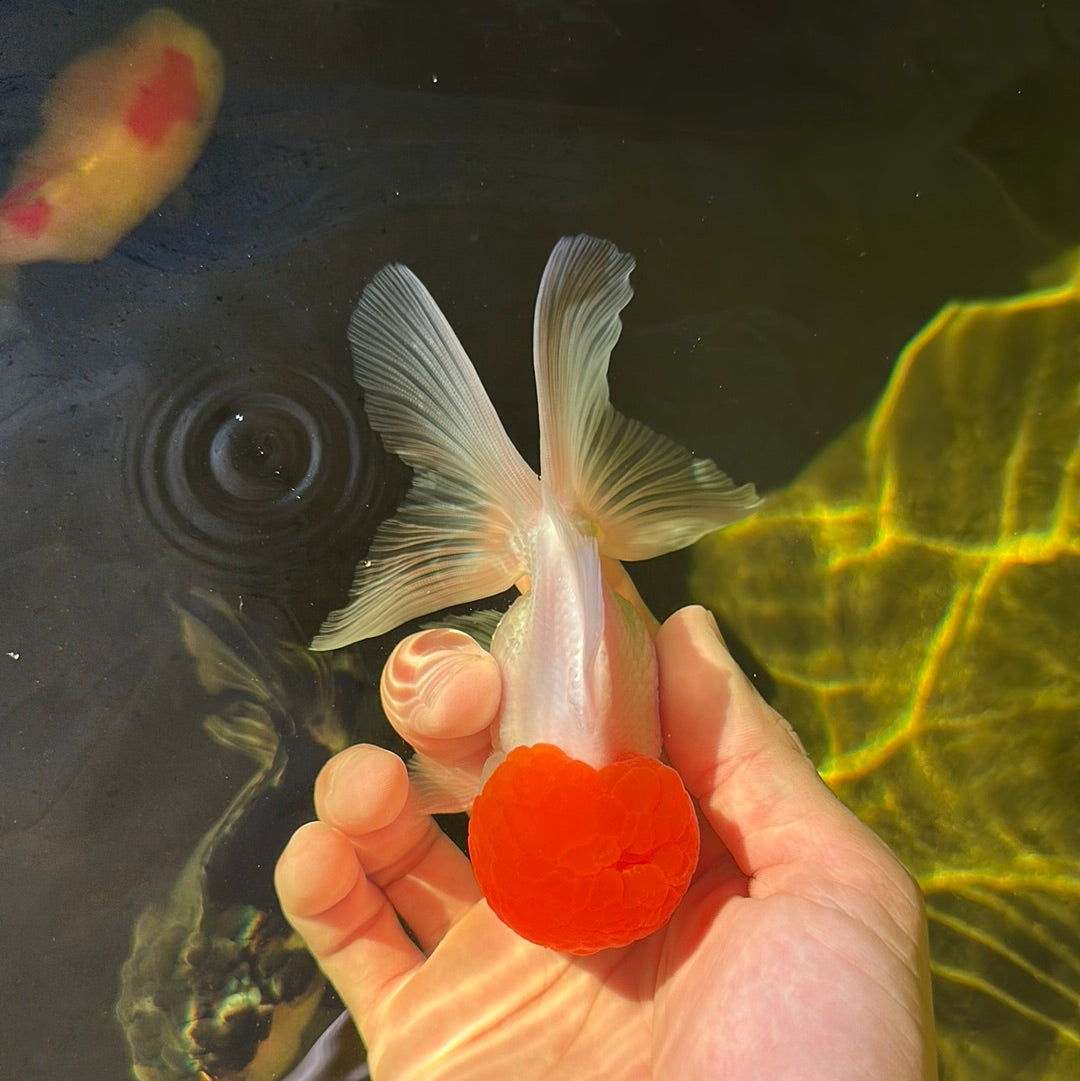 AAA Grade Tomato Head Oranda Male 4.5 inches #0908OR_06
