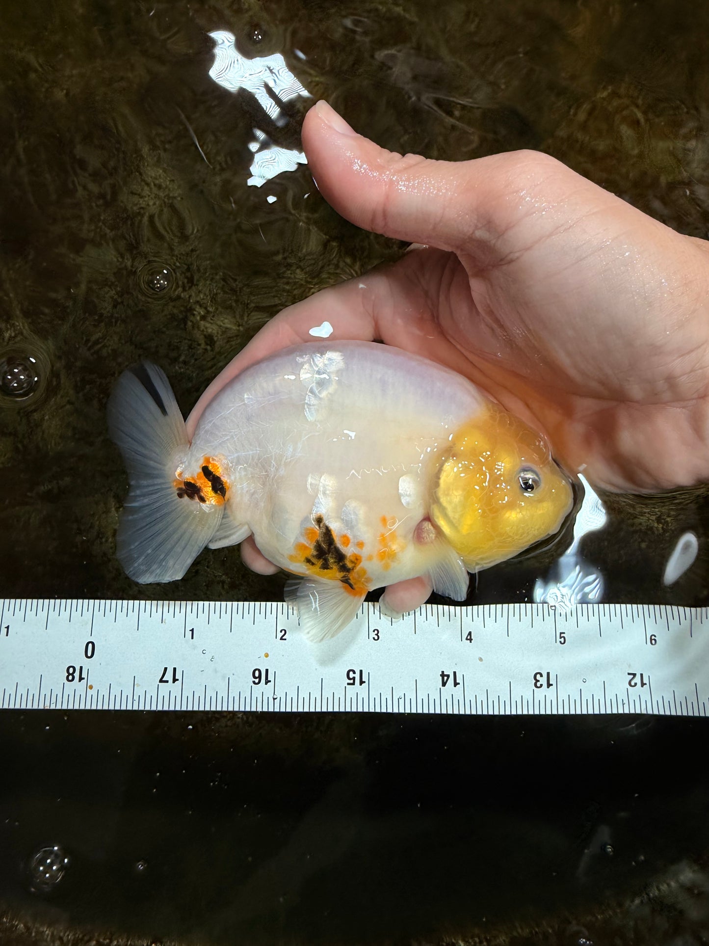 A Grade Cow Chinese Ranchu Female 5 inches #103125RC_09