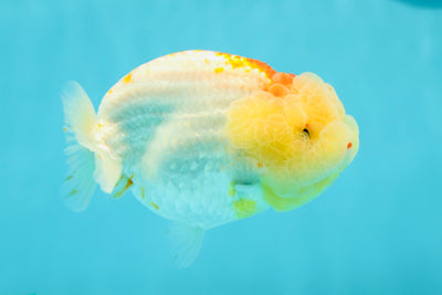 Show Grade 🍋 Lemonhead Cheese LionQueen 4.5 inches #0405LC_12