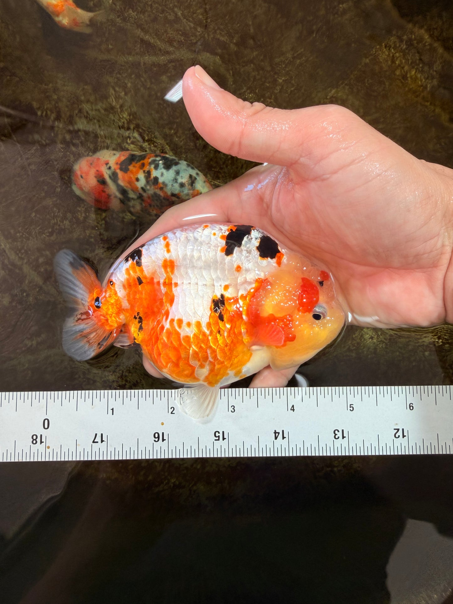 AAA Grade Tricolor Milk Cow Ranchu Female 5 inches #101025RC_15