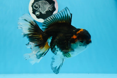 Femelle Oranda tricolore Chonky de catégorie A de 6,5 pouces #0719OR_05