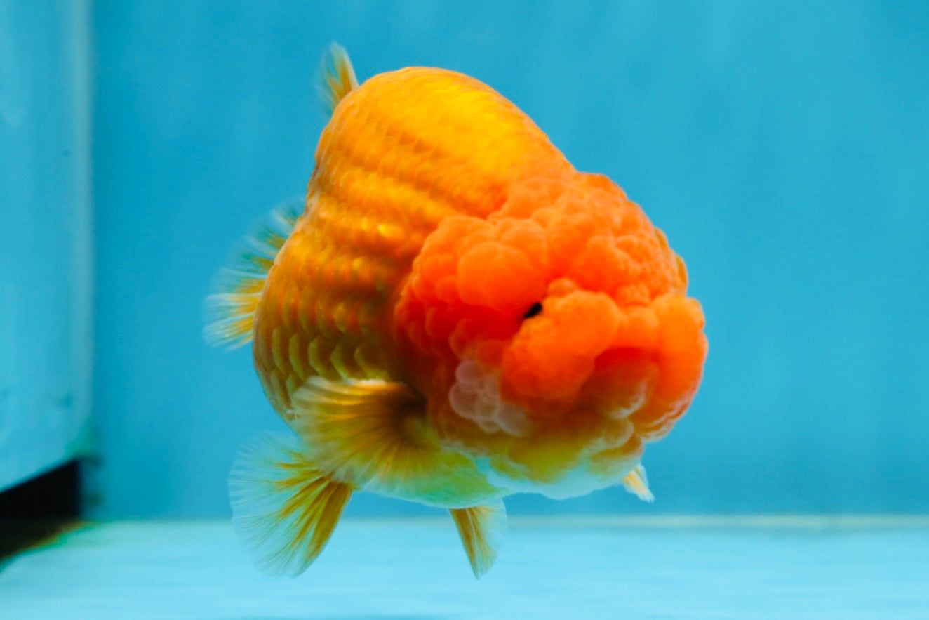 AAA Grade Super Red Cheese Puff LionKing 4-4.5 inches #013125LC_32