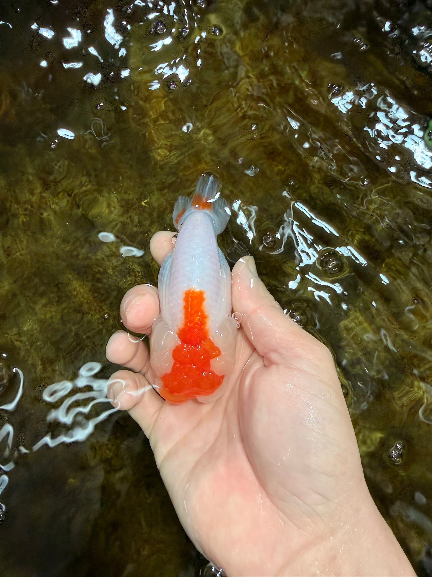 Red White LionChu 4 inches #112825LC_10