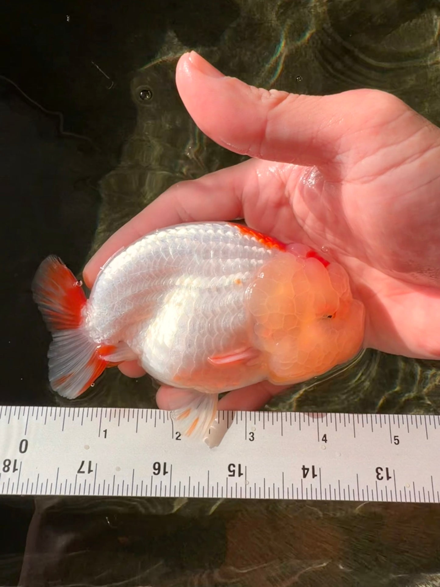 LIPSTICK AAA Grade Red White LionQueen 4.5 inches #032726LC_16