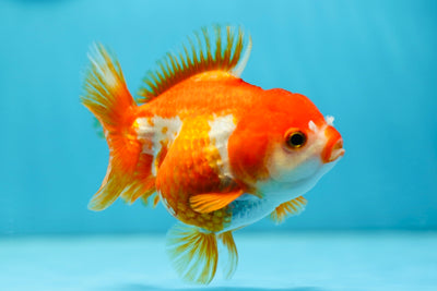 Femelle Yuanbao rouge et blanc 4-4,5 pouces #0804YB_08