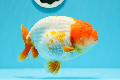 AAA Grade Super Wen Red White LionKing 5.5-6 inches #0503LC_29