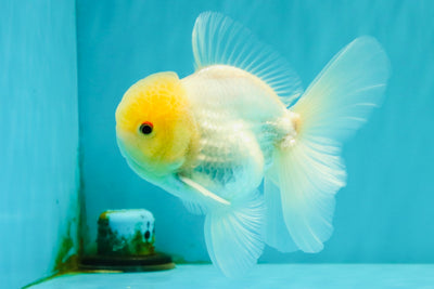 A Grade White Oranda Male 4.5-5 inches #071726OR_23