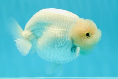 AAA Grade 🍋 Lemonhead Snow Ball LionKing 4.5-5 inches #0112LC_11