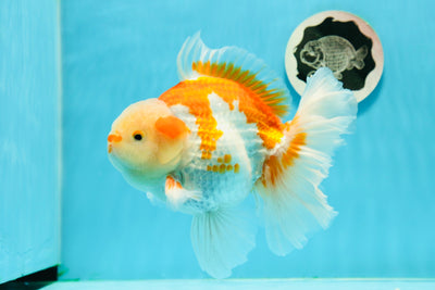 AAA Grade Godzilla Red White Oranda Male 6 inches #0301OR_09