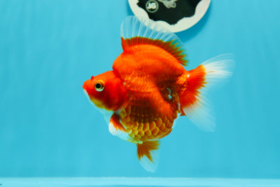 Ryukin hembra de color rojo y blanco grueso de grado AAA de 4,5 pulgadas n.º 0607RK_14