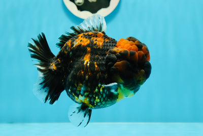 SHOW Grade Chunky Tiger Yuanbao Femelle 4,5-5 pouces #122223YB_01