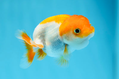 Red White Lionchu Female 3-3.5 inches #0901LC_16